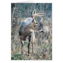Carte de voeux de cerfs communs de queue blanche
