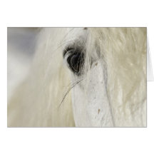 Carte de voeux de cheval de l'oeil de l'étalon de 