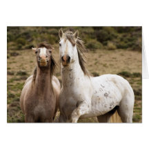Carte de voeux de cheval sauvage de rire de cheval