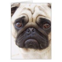 Carte de voeux de chien de carlin