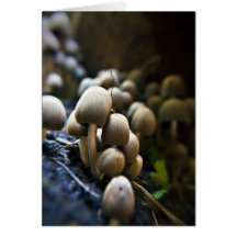 Carte de voeux de correction de champignon