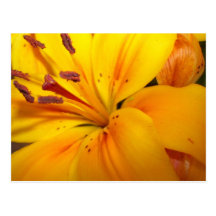Carte de voeux de fleur cartes postales