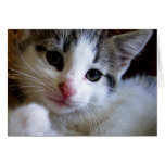 Carte de voeux de Kitty cartes