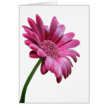 Carte de voeux de marguerite de Gerbera