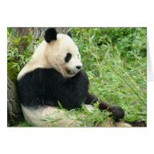 Carte de voeux de panda