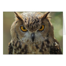 Carte de voeux de photo de hibou