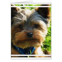 Carte de voeux de Yorkshire Terrier