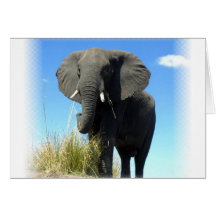 Carte de voeux d'éléphant africain