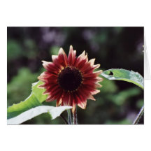 Carte de voeux florale de photographie "de tournes