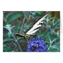 Carte de voeux ORIENTALE de MACHAON de TIGRE