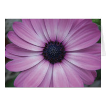 Carte de voeux pourpre de fleur de marguerite de G