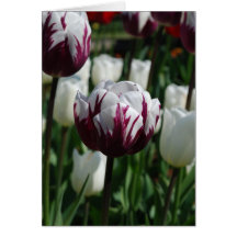 Carte de voeux pourpre et blanche de tulipe