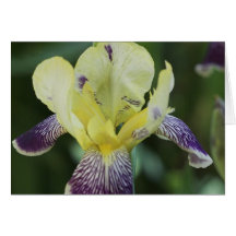Carte de voeux rare d'orchidée