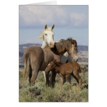 Carte de voeux sauvage de cheval sauvage de famill