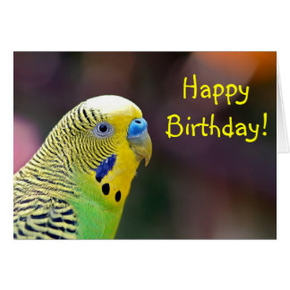 http://rlv.zcache.fr/carte_de_voeux_verte_danniversaire_de_perruche-r95fd2e75a5f7413592ad7d033b224978_xvuak_8byvr_324.jpg