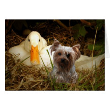 Carte de Yorkshire Terrier avec le canard