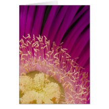 Carte détail rose de fleur