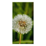 Carte élégante de lion carte avec photo