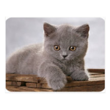carte grise mignonne de chaton cartes postales