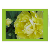Carte jaune de tulipe de montagne