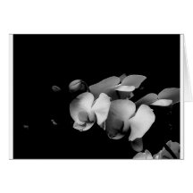 Carte noire et blanche de branche d'orchidée