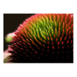 Carte photo d'ATC de fleur d'echinacée macro Modèle De Carte De Visite