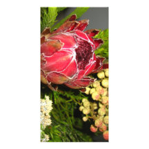 Carte photo de bouquet de Protea Carte Avec Photo