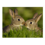 carte postale 14 de lapin