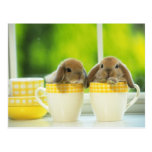 carte postale 4 de lapin