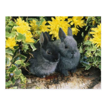 carte postale 5 de lapin