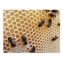Carte postale Abeilles