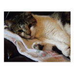 carte postale adorable de minou cartes postales