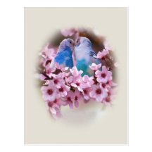 Carte postale affectueuse de perruches