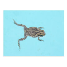 Carte postale amphibie 02
