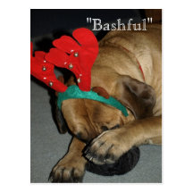 Carte postale anglaise de chien de mastiff - de No