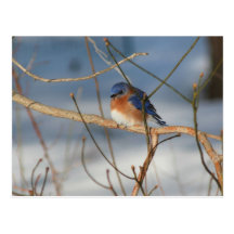 Carte postale animale de photo de nature d'oiseau 