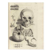 Carte postale antique d'anatomie de crâne d'impres