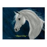 Carte postale Arabe grise de cheval