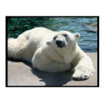 Carte postale arctique d'ours blanc