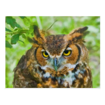 Carte postale avec le grand hibou à cornes