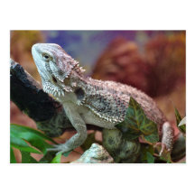 Carte postale barbue de dragon
