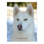 Carte postale blanche de chien de traîneau sibérie
