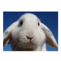 Carte postale blanche de lapin de Lop
