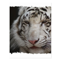Carte postale blanche de tigre