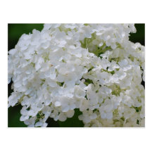 Carte postale blanche d'hortensias