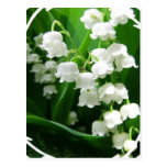 Carte postale blanche du muguet