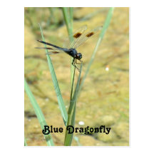 Carte postale bleue de libellule