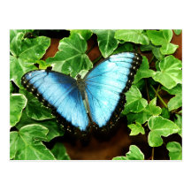 Carte postale bleue de Morpho