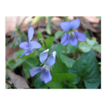 Carte postale bleue de violettes