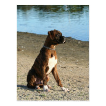 Carte postale Brindle de chiot de boxeur